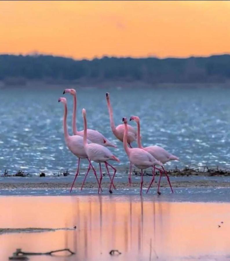 Le Soupir Des Palmiers. Ideal Couple, Piscine, Mer La Grande-Motte Kültér fotó